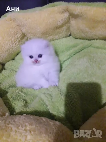 КОТЕНЦЕ УНИКАТ.МОМЧЕНЦЕ, снимка 2 - Чинчили - 56524149