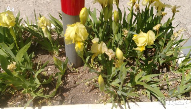 Продавам цветя Ириси, ниски, жълти и тъмно сини, снимка 4 - Разсади - 36896575
