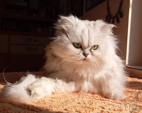 Сребърна чинчила, британска дългокосместа котка, коте, момиче, снимка 6 - Британска късокосместа - 51698402