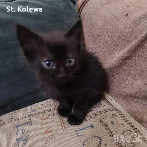 Малки котенца търсят своя дом, снимка 8 - Други - 56339703