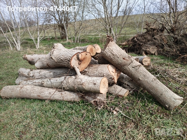 Стебла от Орехови дървета , снимка 2 - Други - 53940971