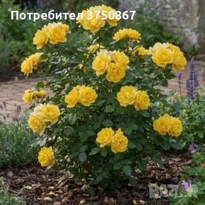 🌹 РОЗА 🌹 RAYON DE SOLEIL® Meianycid / Golden Bonica® Meianycid , снимка 2 - Градински цветя и растения - 56172829