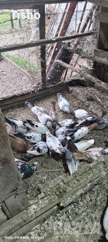 Сръбски високолетачи, снимка 4 - Гълъби - 54163725