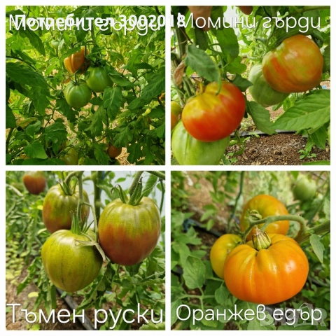 семена стари сортове , снимка 13 - Сортови семена и луковици - 51660347