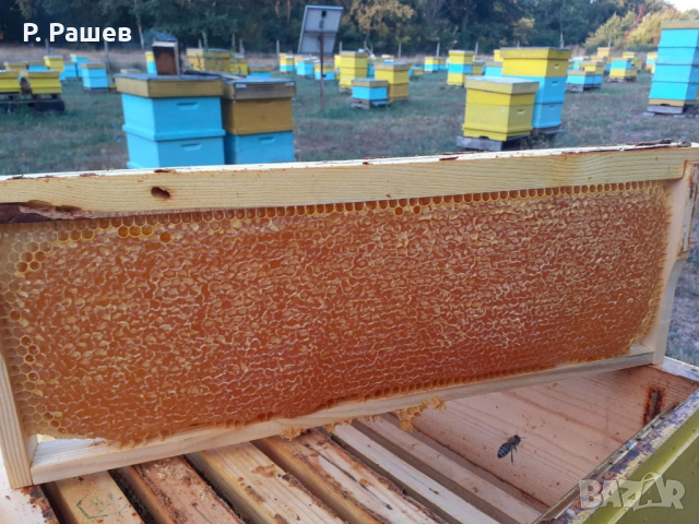 Пчелен мед, снимка 7 - Пчелни продукти - 44651474