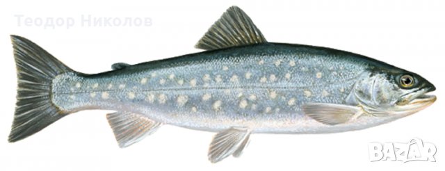 Храна за риба , снимка 5 - Други стоки за животни - 31653160