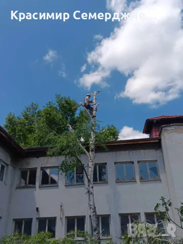 Рязане, кастрене и премахване на опасни и високи дървета в гр. Асеновград, снимка 2 - Други услуги - 49002038