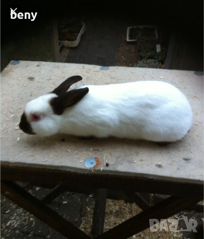 Продавам зайци за разплод и за клане, снимка 2 - Други - 52875292