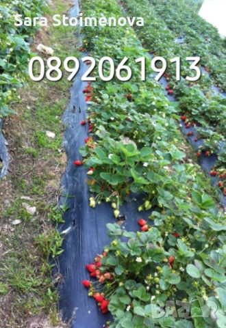 Разсад ягоди, снимка 4 - Разсади - 54056117