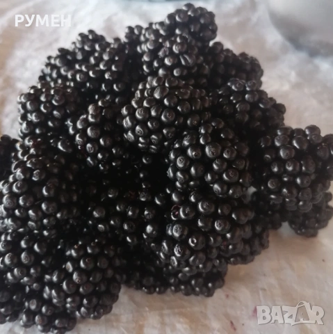 Сироп от бъзак по рецептата на Петър Димков , снимка 2 - Домашни напитки - 53113048