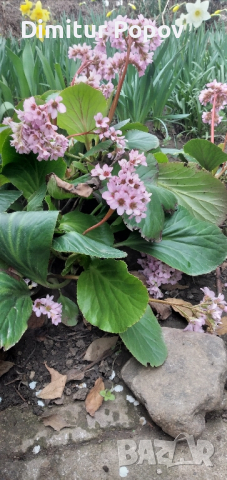 Бергения, снимка 3 - Разсади - 40002832