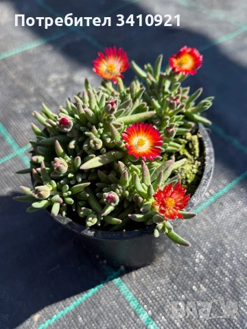 Делосперма 9 цвята, снимка 6 - Градински цветя и растения - 53849022
