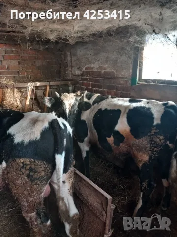 Продавам телета угоени , снимка 4 - Крави - 56452042