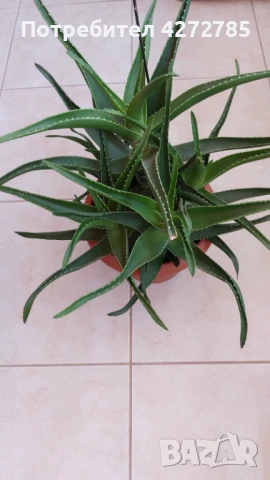 Алое голямо, снимка 2 - Стайни растения - 51322436