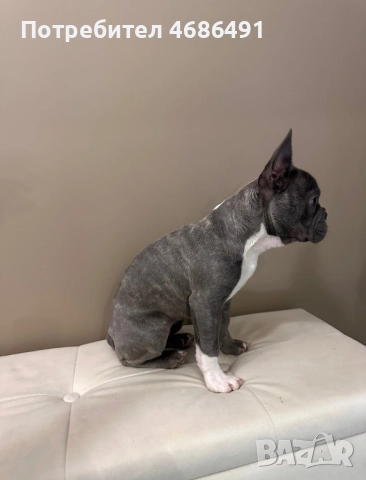 Син Френски Булдог, снимка 4 - Френски булдог - 52835830