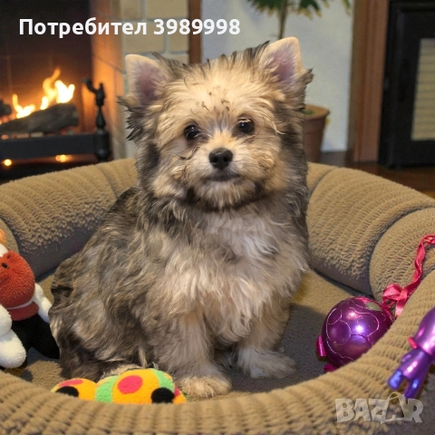 Момче Малтипо