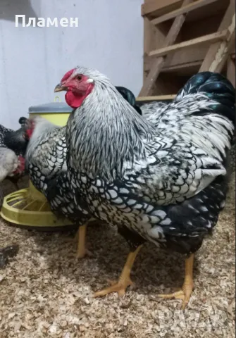 Петли Виандот., снимка 1