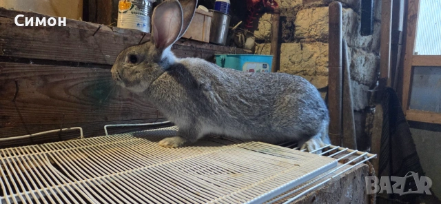 Зайци чинчила, снимка 2 - Други животни - 54359180