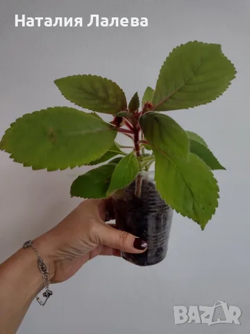 Колерия, kohleria red