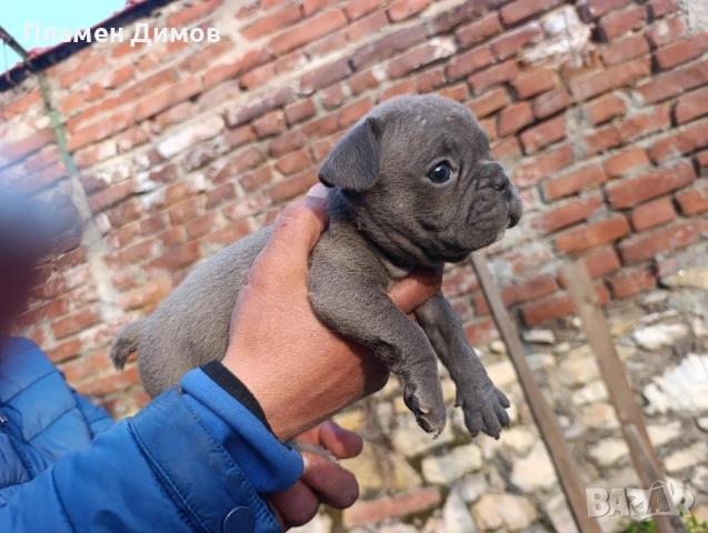 френски булдог синьо 