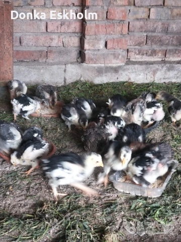 пилета, снимка 4 - Кокошки и пуйки - 54304411