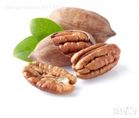 орех Пекан в контейнер , снимка 3 - Стайни растения - 53201790