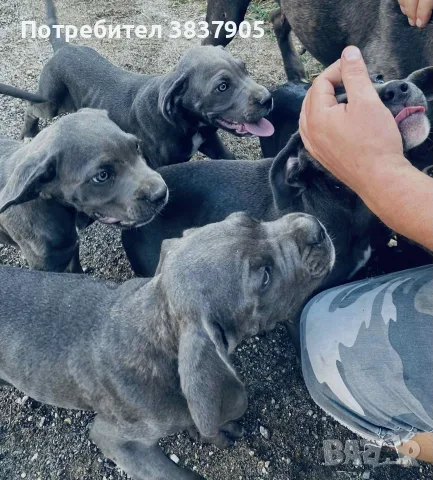кученца Кане корсо, снимка 7 - Кане корсо - 55791901