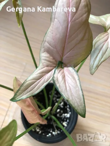 Syngonium Pink Schott , снимка 5 - Стайни растения - 47485577