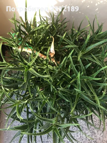 Алое, снимка 1