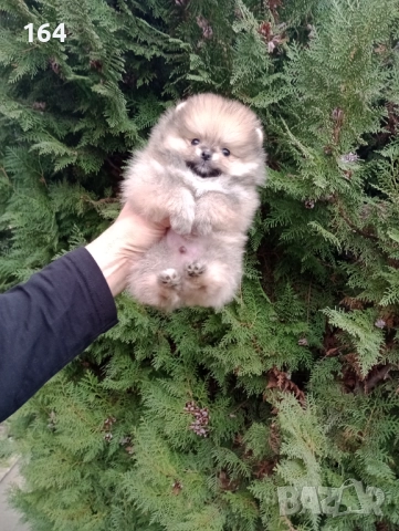 Миниатюрен мъжки Померан. Реални снимки!