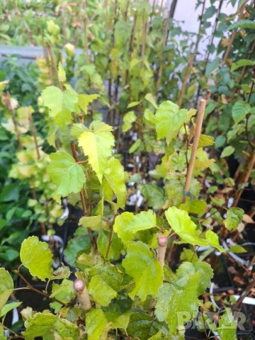 Жълта бреза в саксия , снимка 3 - Разсади - 51862910