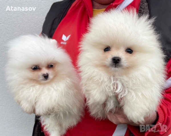 Померан Померанче, снимка 2 - Померан - 53090676