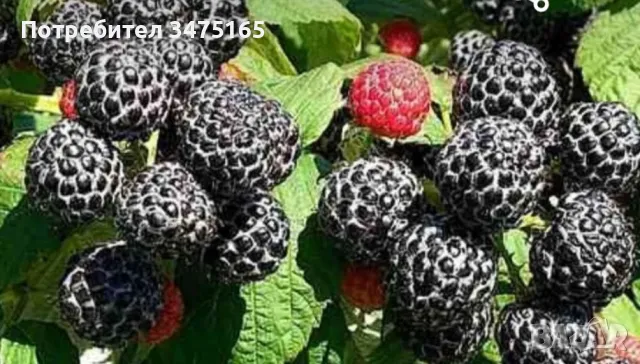 Черна малина  сорт-Zmeur negru Black Jewel, снимка 3 - Градински цветя и растения - 50297035