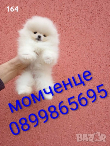 Бели мини Померан и. Реални снимки от 04.04.26 г. 