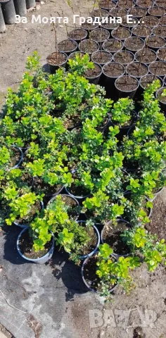 Боровинка -Разсад , снимка 5 - Градински цветя и растения - 49425790