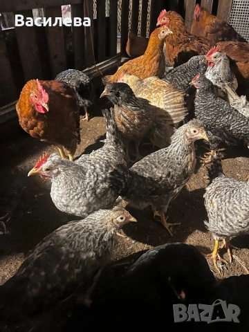 Пилета и пъдпъдъци на различна възраст, снимка 4 - Кокошки и пуйки - 54003824