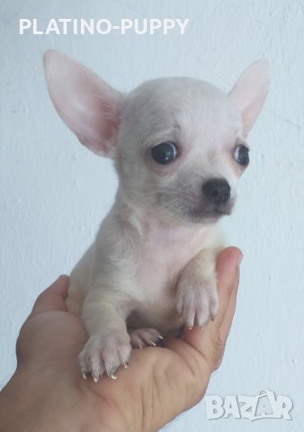 Свободно момче чихуахуа, снимка 4 - Чихуахуа - 29783813