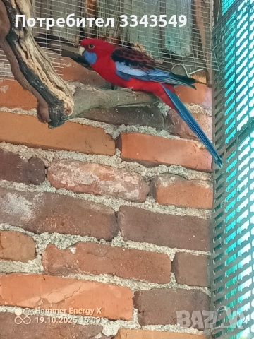 Мъжка червена пенантова розела , снимка 3 - Папагали - 52107938