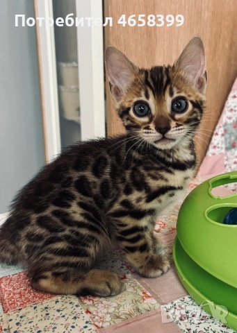 Бенгалска котка