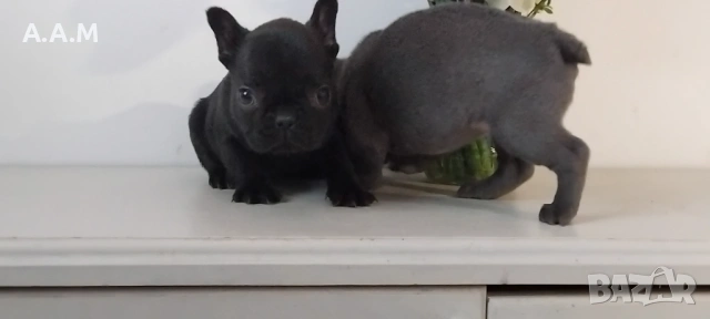 Черна  френска принцеса, снимка 11 - Френски булдог - 54112649