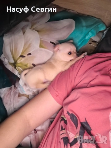 Чихуахуа на 2 месеца мъжко. Остана 1, снимка 6 - Чихуахуа - 53280878