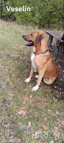 Здрав и Млад Датски Дог за Разплод, снимка 5 - Търси партньор - 52330332