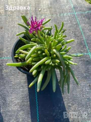 Делосперма 9 цвята , снимка 9 - Градински цветя и растения - 50675838