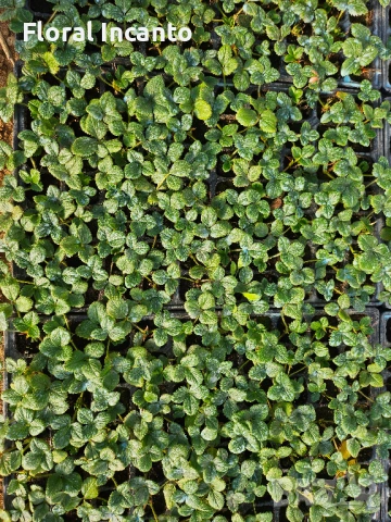 🍓Многогодишни ягоди Селва🍓, снимка 4 - Разсади - 53123249