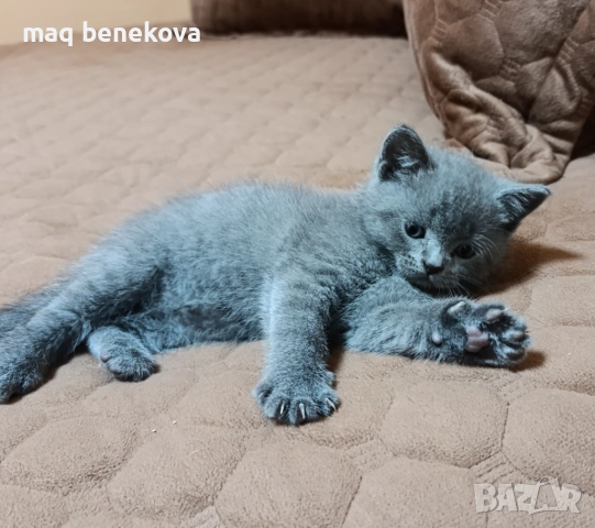  Прекрасни британско и шотландско котета момичета!, снимка 6 - Британска късокосместа - 54007917