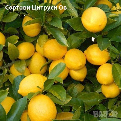 Лимон сорт Meyer Mayer Майер
