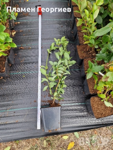 раздад боровинки , снимка 7 - Разсади - 51913927