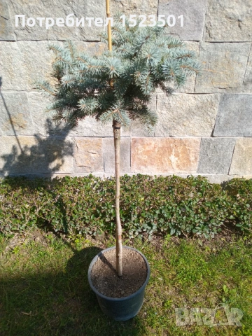 Средиземноморски каменен бор(pinus pineq), снимка 3 - Градински цветя и растения - 53913121