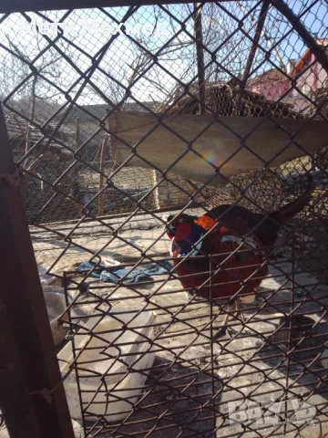 фазан мъжки, снимка 2 - други­ - 51336308