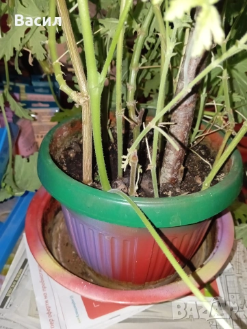 Продавам окорено индрише, снимка 6 - Стайни растения - 35035759